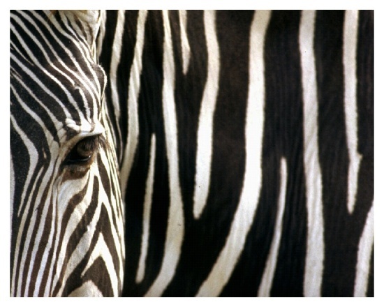 wallpapers zebra. great zebra